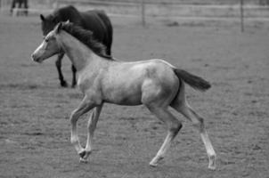 paarden Aan weide in Duitsland foto