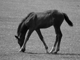 paarden in Duitsland foto