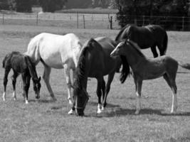 paarden in Duitsland foto