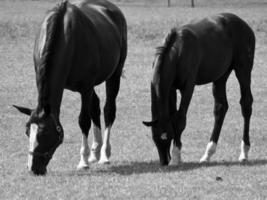 paarden in Duitsland foto