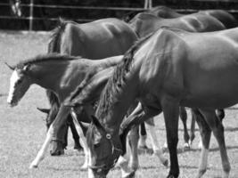 paarden in Duitsland foto