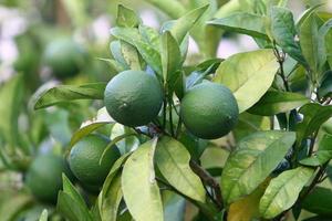 rijk oogst van citrus fruit Aan bomen in een stad park in Israël. foto