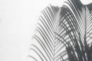 schaduwen van palmbladeren foto
