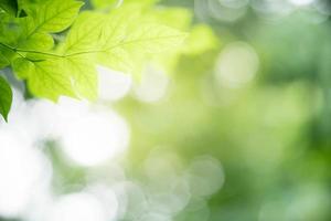 prachtig natuur visie van groen blad Aan wazig groen achtergrond in tuin. natuurlijk groen bladeren planten gebruikt net zo voorjaar achtergrond Hoes bladzijde groen milieu ecologie limoen groen behang foto