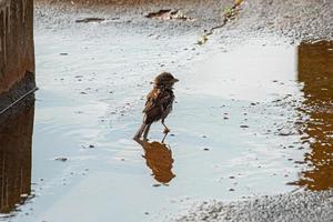 volwassen mannetje huis mus vogel foto