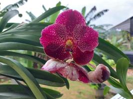 selectief focus van mooi rood vanda orchidee bloemen in tuin Aan wazig achtergrond. foto