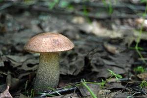 eetbaar paddestoel in herfst tussen droog gebladerte foto