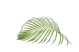 tropisch groen palmblad geïsoleerd foto