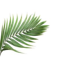 palmblad met kopie ruimte op wit foto