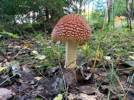 rood vlieg giftig agaric paddestoel detailopname 1 foto