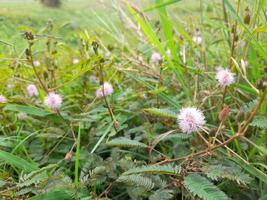 mooi natuur met wild planten dat sieren foto