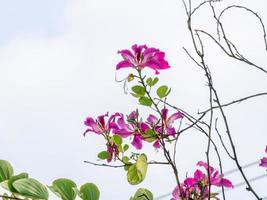 Purper orchidee boom, hong Kong orchidee boom, Purper bauhinia in de tuin foto