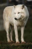 arctisch wolf in herfst foto