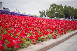 helder petunia bloemen verspreiding uit Leuk vinden een tapijt. detailopname met een kopiëren van de ruimte, gebruik makend van de natuurlijk landschap net zo de achtergrond. natuurlijk behang. selectief focus. foto