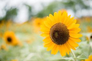 close-up van een bloeiende zonnebloem in een veld met wazig aard achtergrond