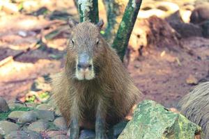 capibara hydrochoerus hydrochaeris Bij ragunan dierentuin, Jakarta. foto