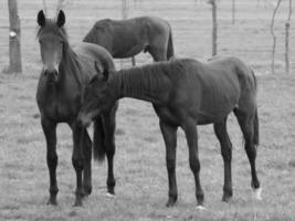 paarden Aan een Duitse weide foto