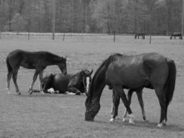 paarden Aan een Duitse weide foto