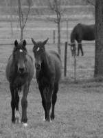 paarden Aan een Duitse weide foto