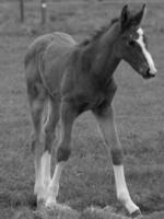 paarden Aan een Duitse weide foto