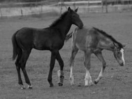 paarden Aan een Duitse weide foto