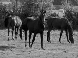 paarden Aan een Duitse weide foto