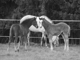 paarden Aan een Duitse weide foto