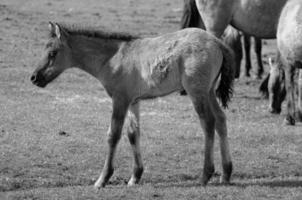 paarden Aan een Duitse weide foto