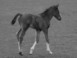 paarden Aan een Duitse weide foto