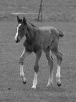 paarden Aan een Duitse weide foto