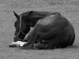 paarden Aan een Duitse weide foto