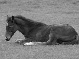 paarden Aan een Duitse weide foto