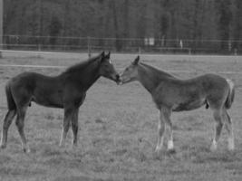 paarden Aan een Duitse weide foto