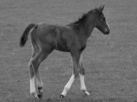 paarden Aan een Duitse weide foto