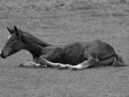 paarden Aan een Duitse weide foto