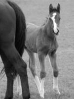 paarden Aan een Duitse weide foto