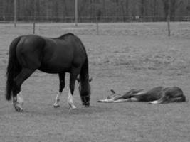 paarden Aan een Duitse weide foto