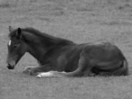 paarden Aan een Duitse weide foto