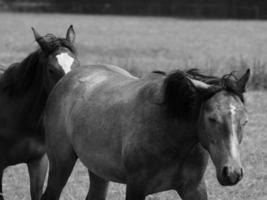 paarden in Duitsland foto