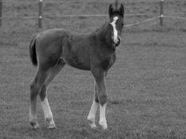 paarden en veulens in Duitsland foto