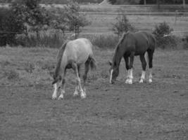 paarden in Duitsland foto