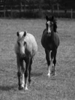 paarden in Duitsland foto