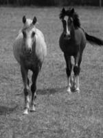 paarden in Duitsland foto