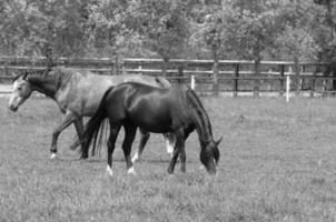 veel paarden in Duitsland foto