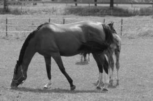 veel paarden in Duitsland foto