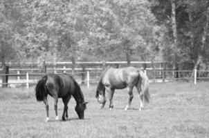 veel paarden in Duitsland foto