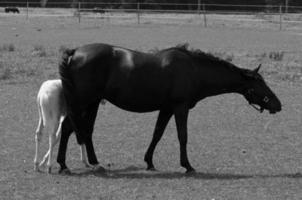 veel paarden in Duitsland foto