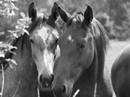 veel paarden in Duitsland foto