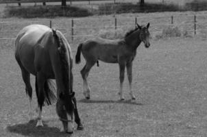 veel paarden in Duitsland foto