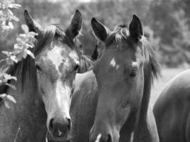 veel paarden in Duitsland foto